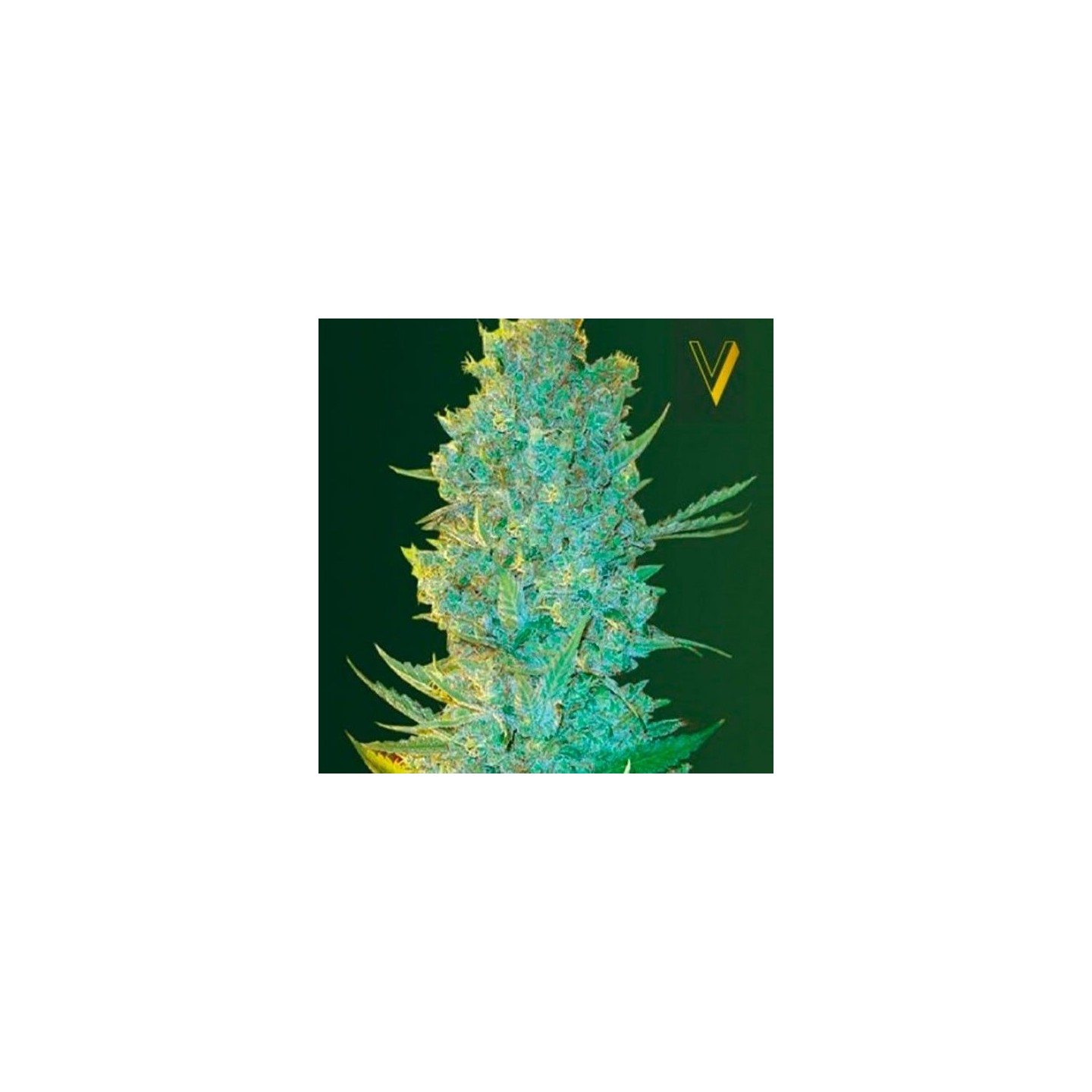 OG Kush Feminizada de Victory Seeds