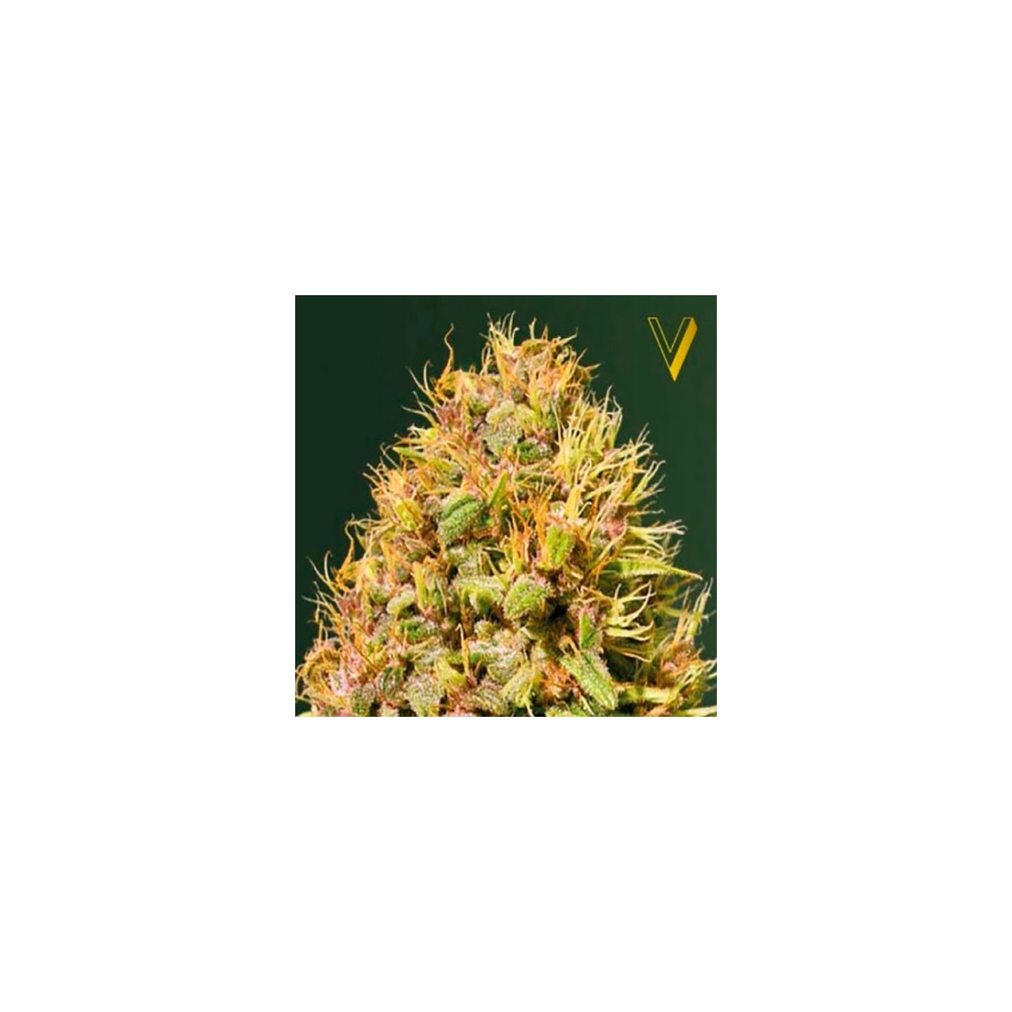 Super Mazar Feminizada de Victory Seeds