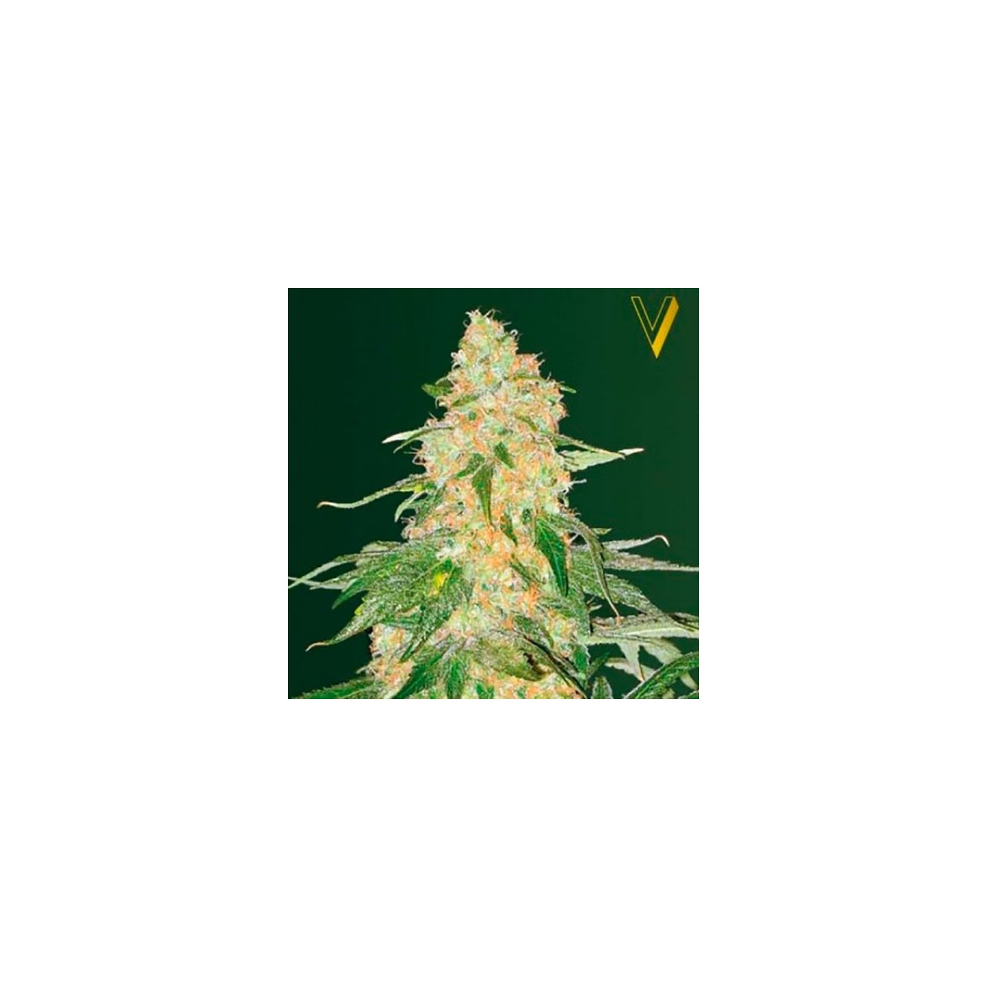 Super Extra Skunk Feminizada de Victory Seeds