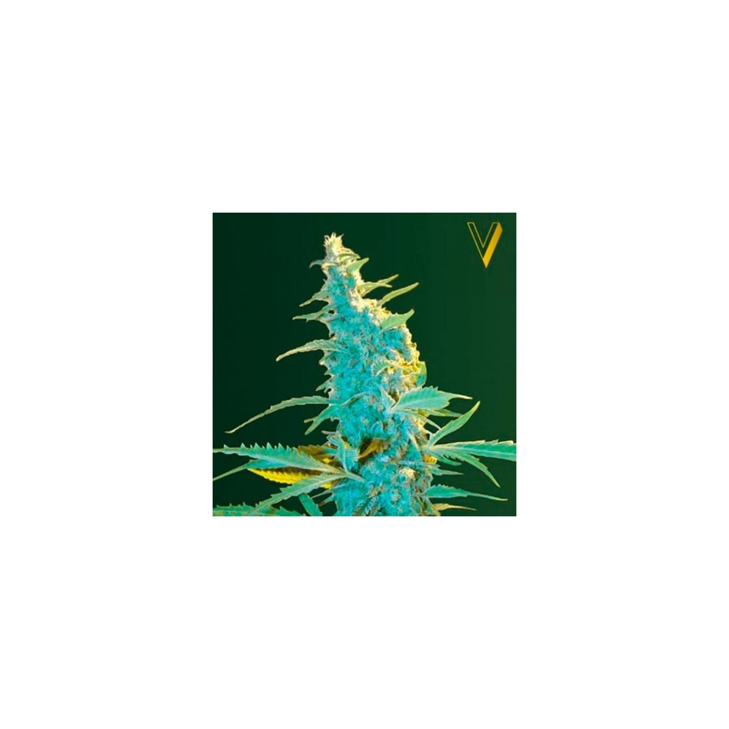 Ultra Power Plant Feminizada de Victory Seeds