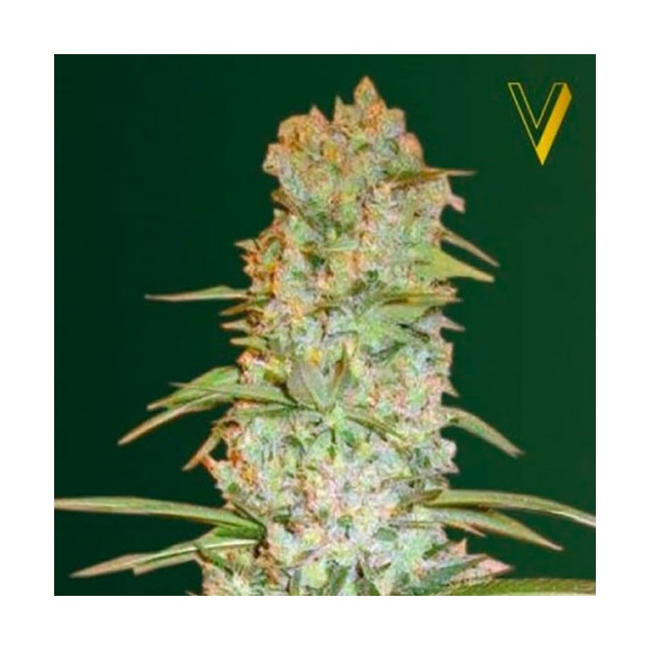 Red Russian XXL Feminizada de Victory Seeds