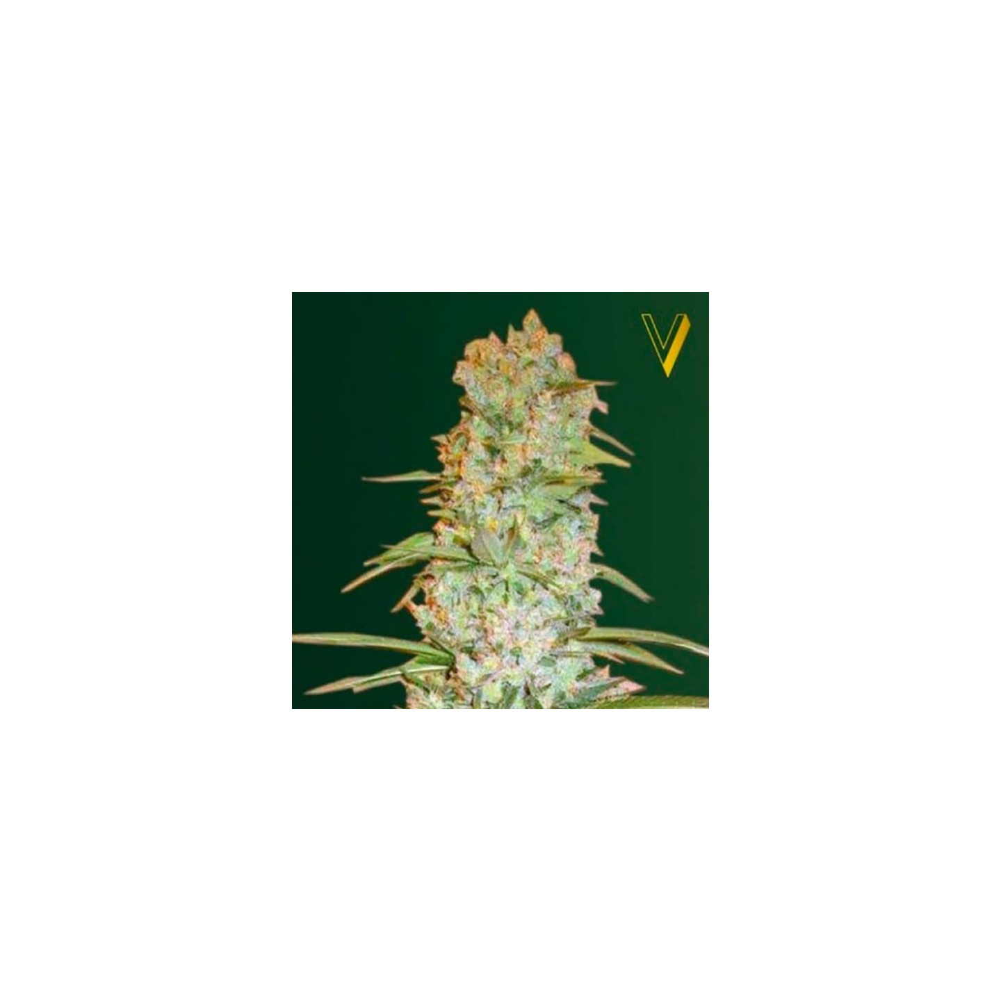 Red Russian XXL Feminizada de Victory Seeds