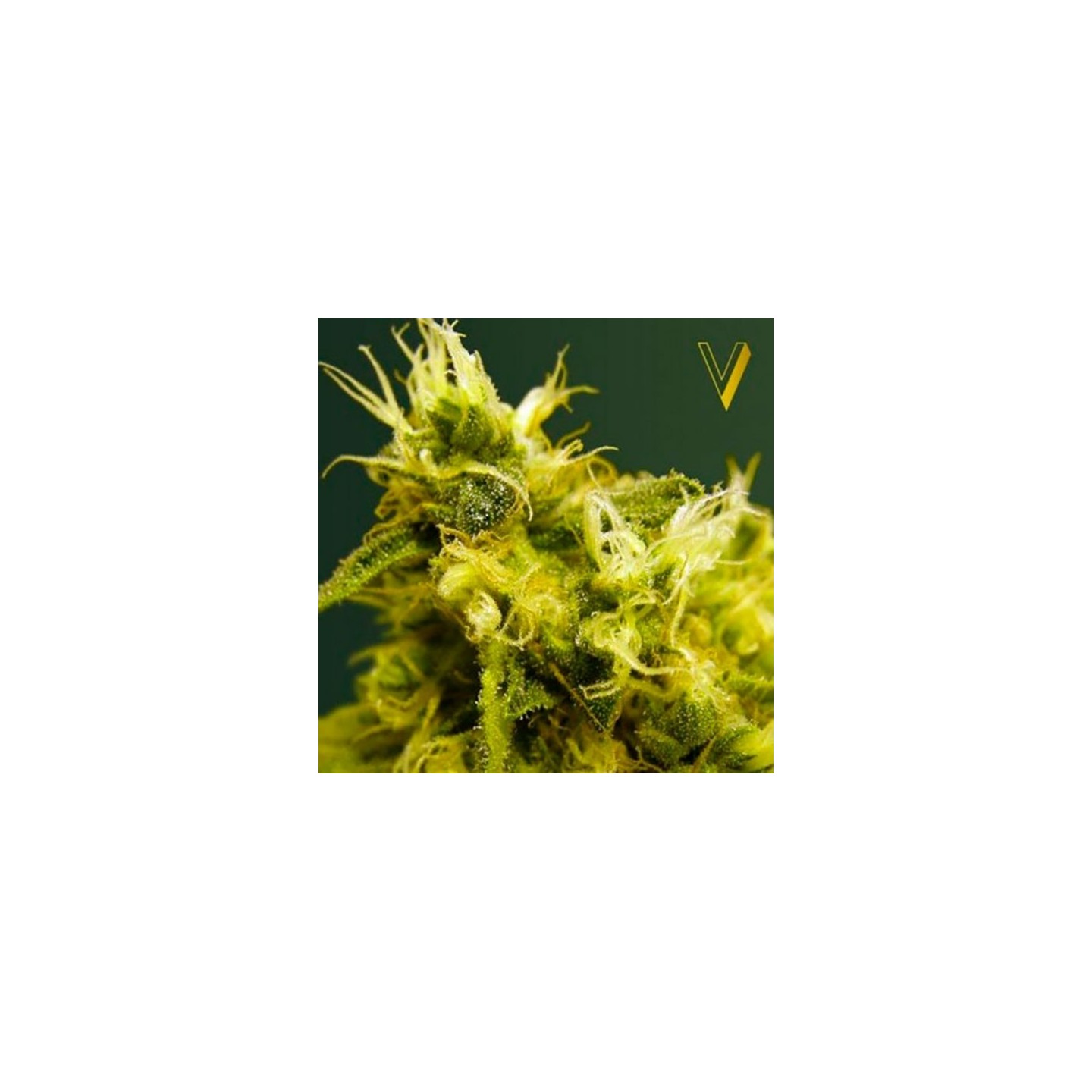 White Widow Feminizada de Victory Seeds