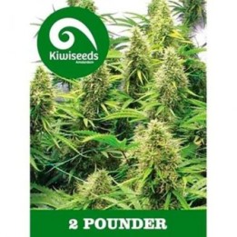 2 Pounder Feminizada de Kiwi Seeds