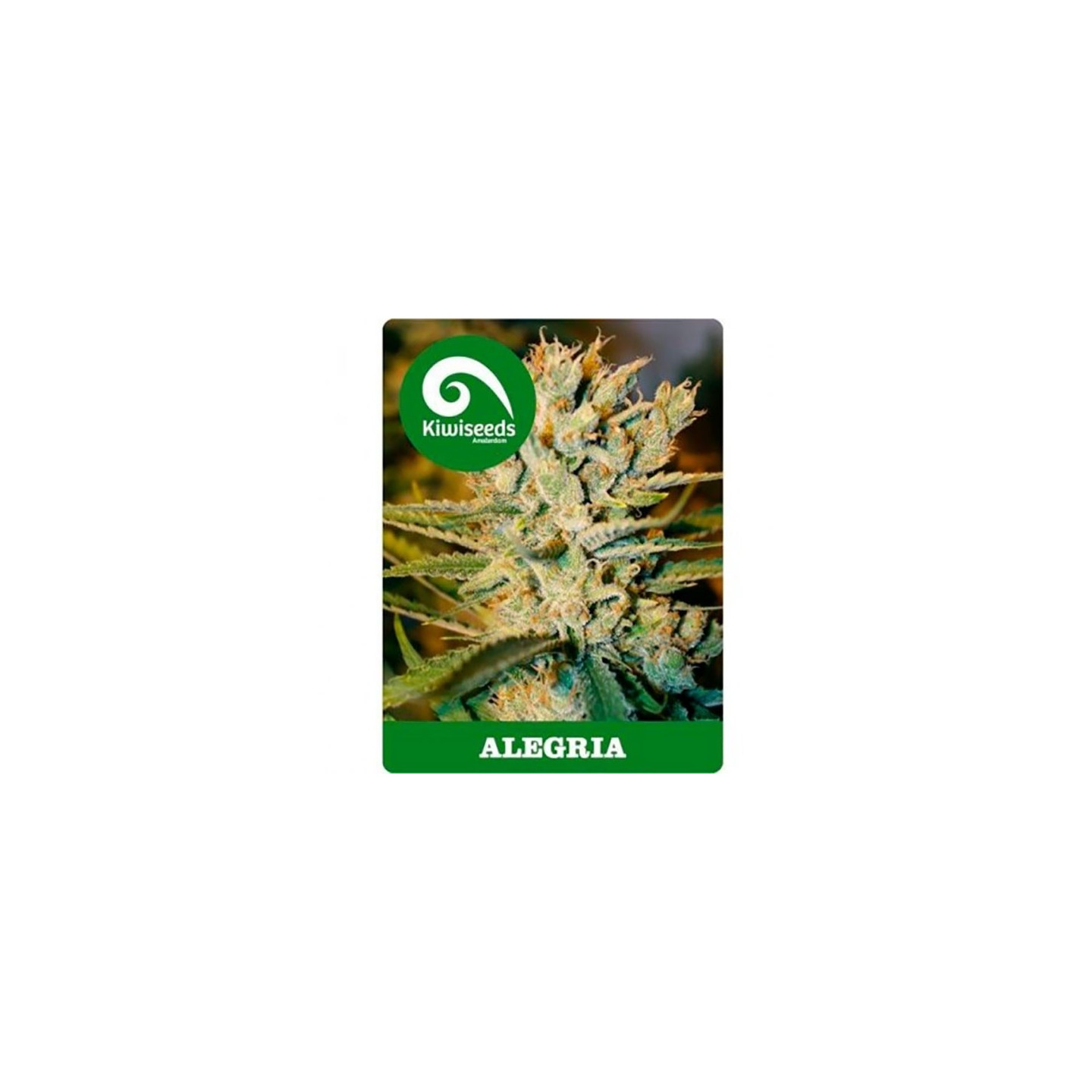 Alegria Feminizada de Kiwi Seeds