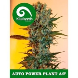 Power Plant Autofloreciente Feminizada de Kiwi Seeds