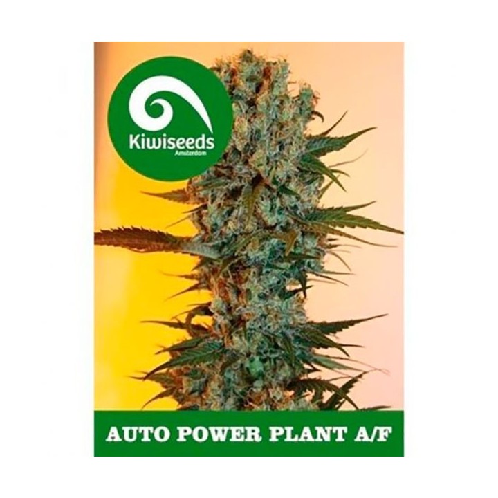 Power Plant Autofloreciente Feminizada de Kiwi Seeds