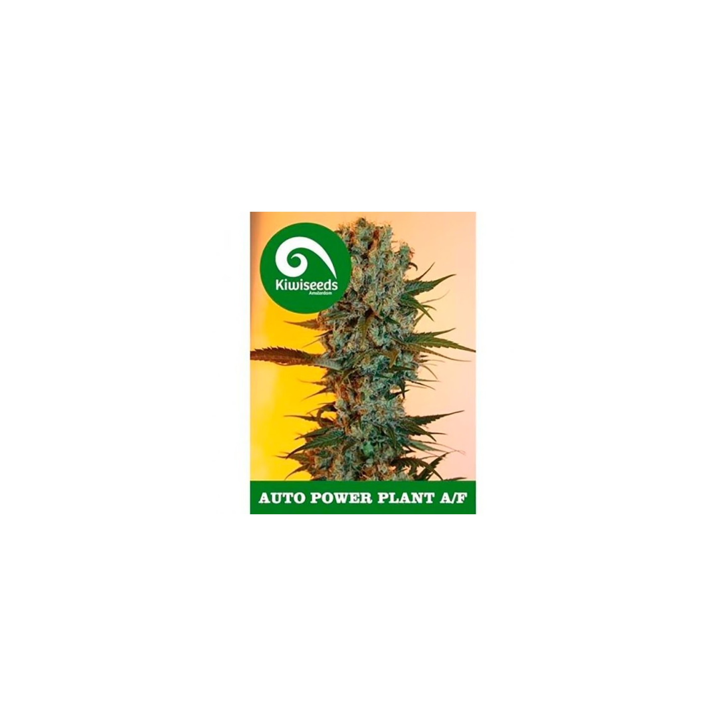 Power Plant Autofloreciente Feminizada de Kiwi Seeds