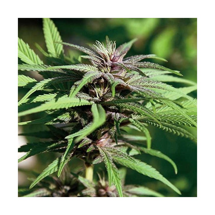 Crimea Blue Feminizada de Barney's Farm