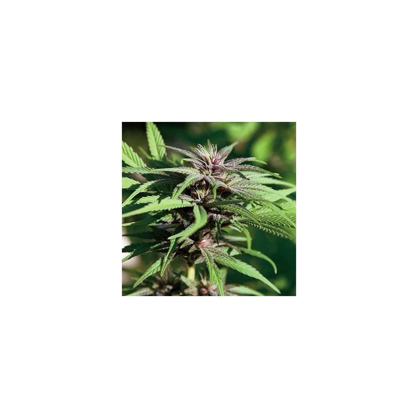 Crimea Blue Feminizada de Barney's Farm