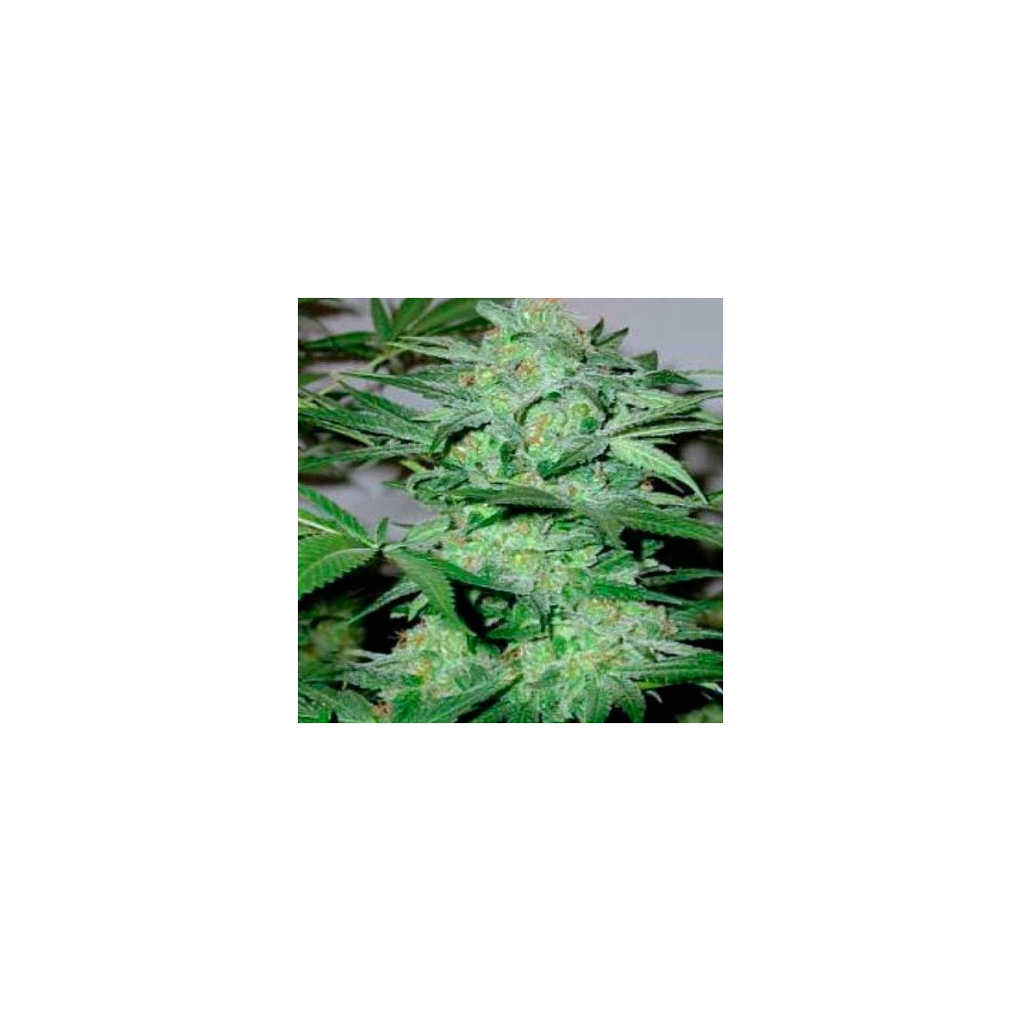 Cream Autofloreciente Feminizada de Blimburn Seeds