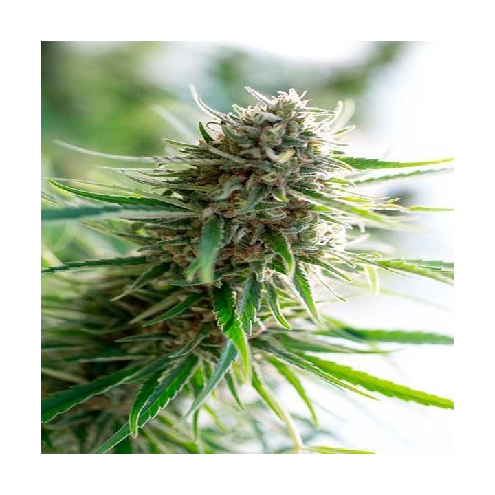 Critical + CBD Autofloreciente Feminizada de Dinafem