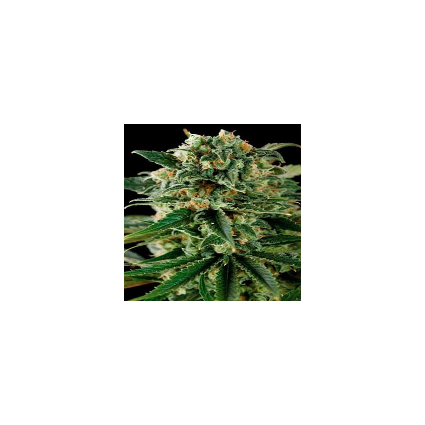 Critical Autofloreciente Feminizada de Blimburn Seeds