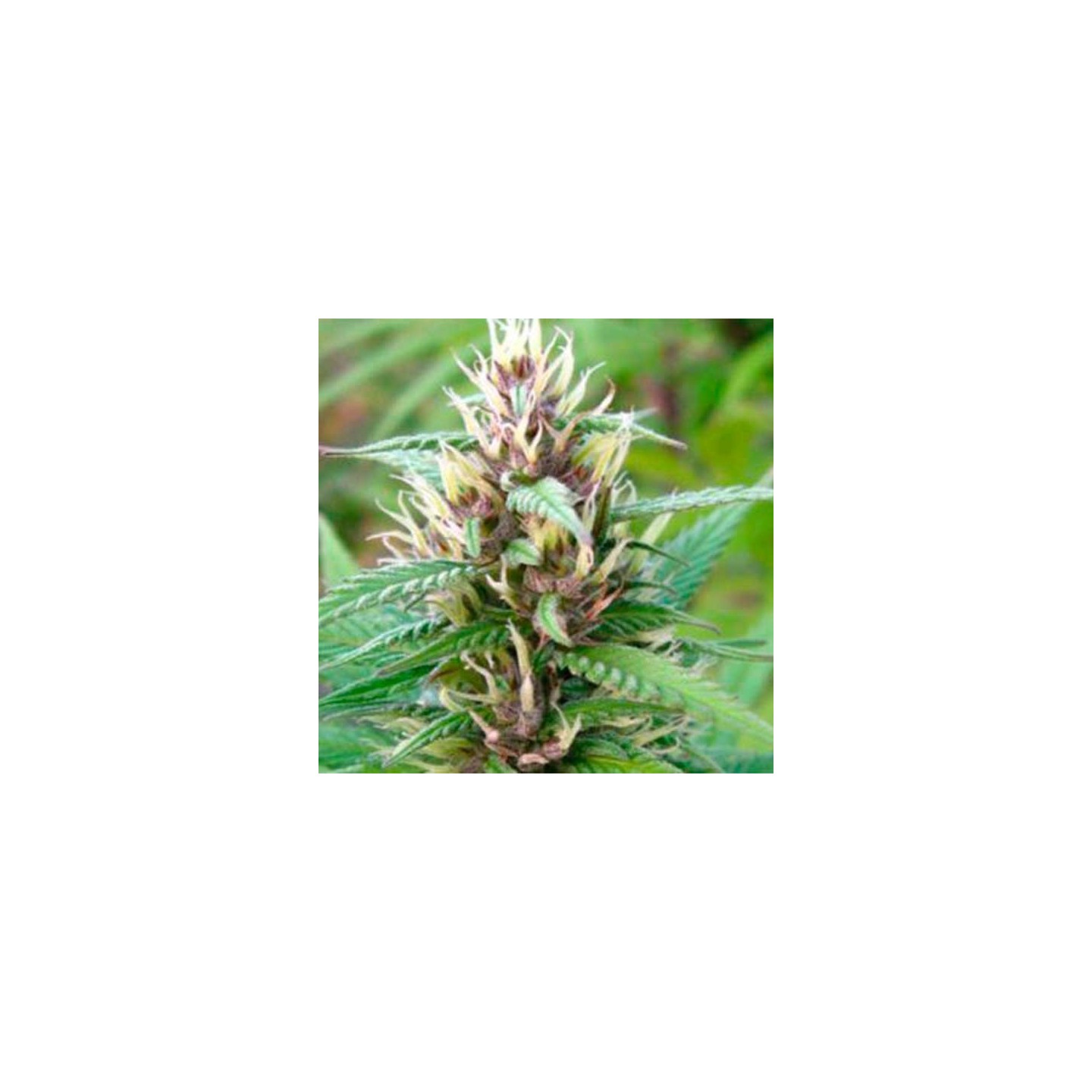 Cristal Paradise Regular de K.C. Brains