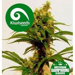 Cheese X Haze Feminizada de Kiwi Seeds