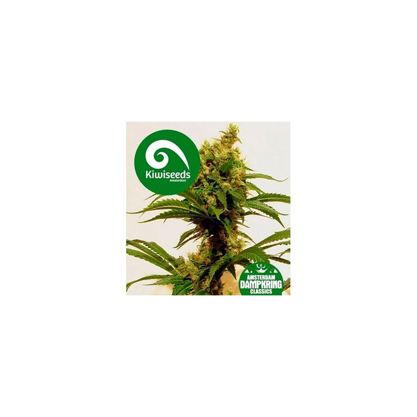 Cheese X Haze Feminizada de Kiwi Seeds