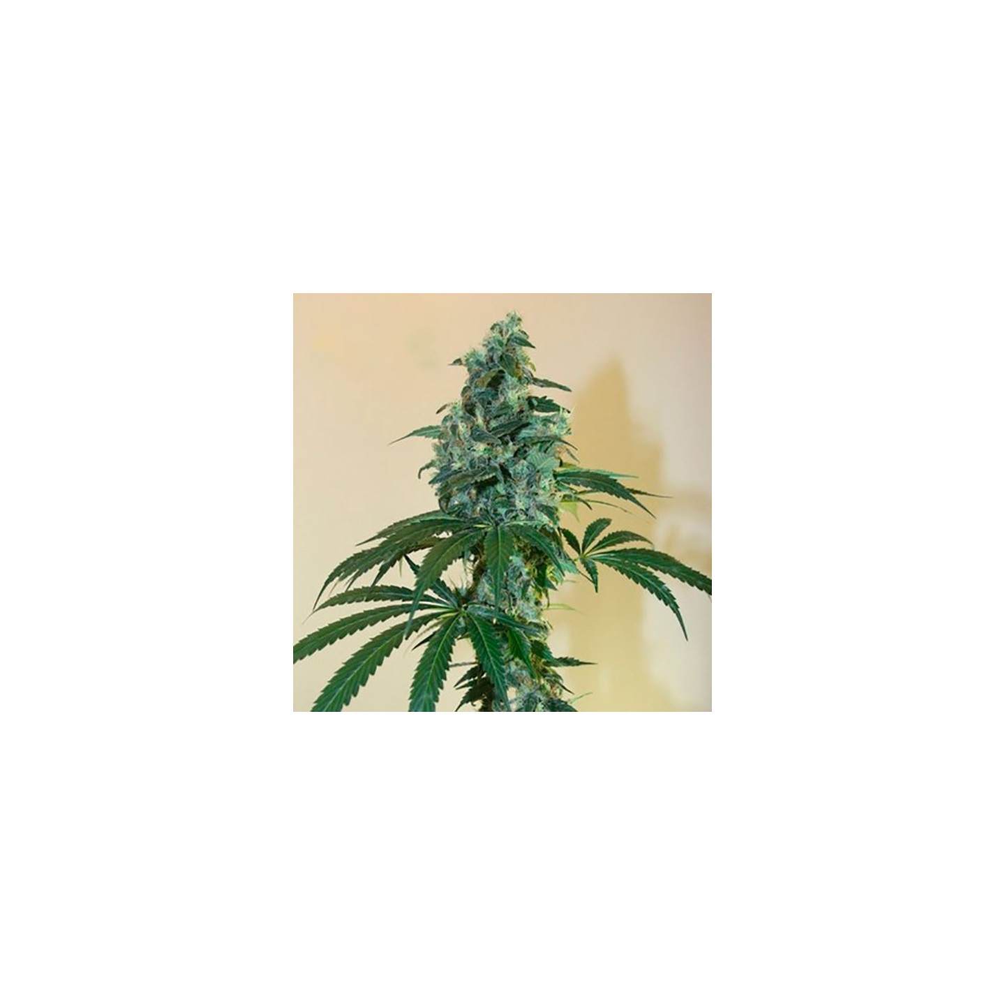 Cloud 9 Feminizada de Kiwi Seeds