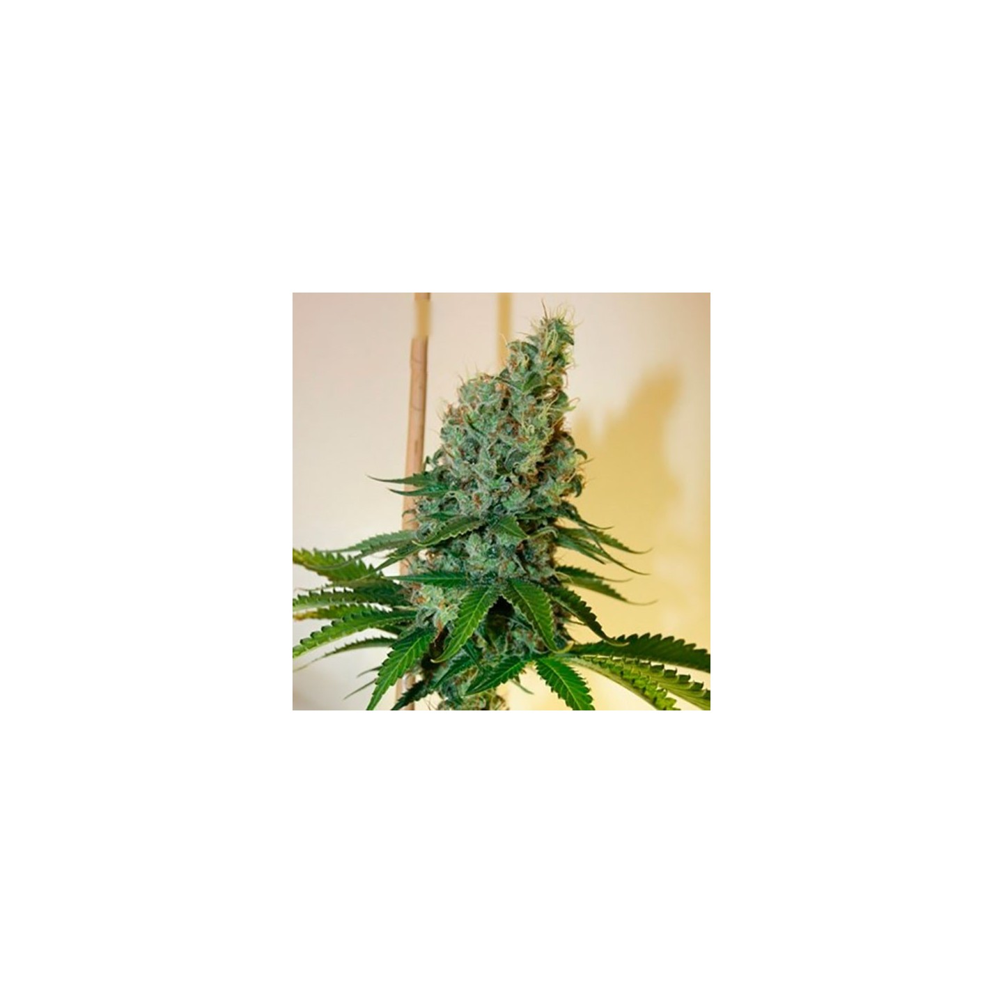 Congo Haze Feminizada de Kiwi Seeds