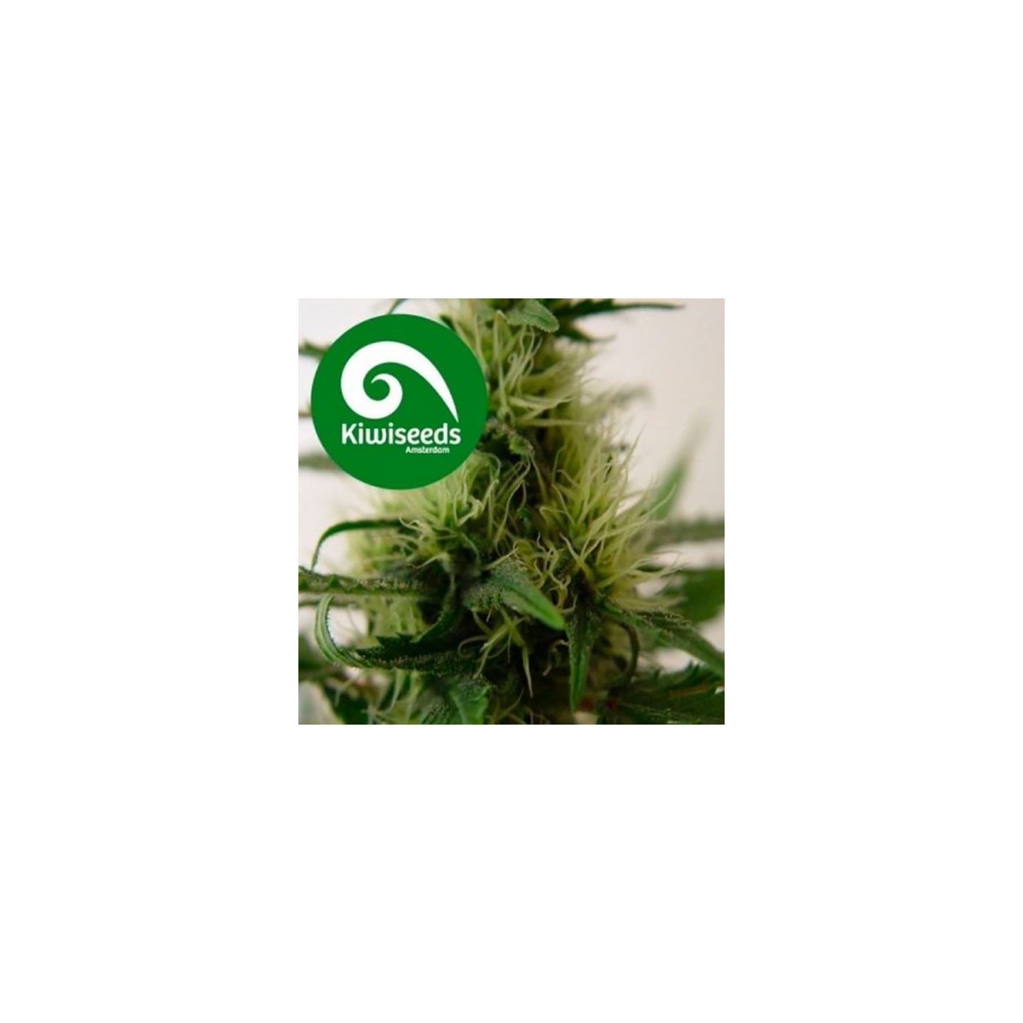 Daddy's Girl Feminizada de Kiwi Seeds