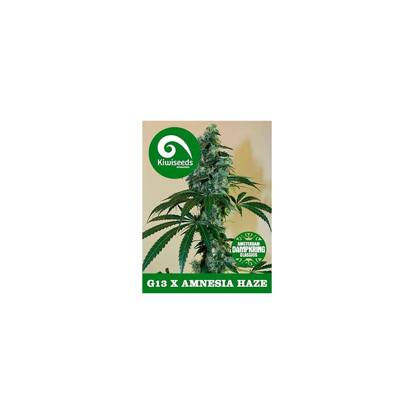 G13 X Amnesia Feminizada de Kiwi Seeds