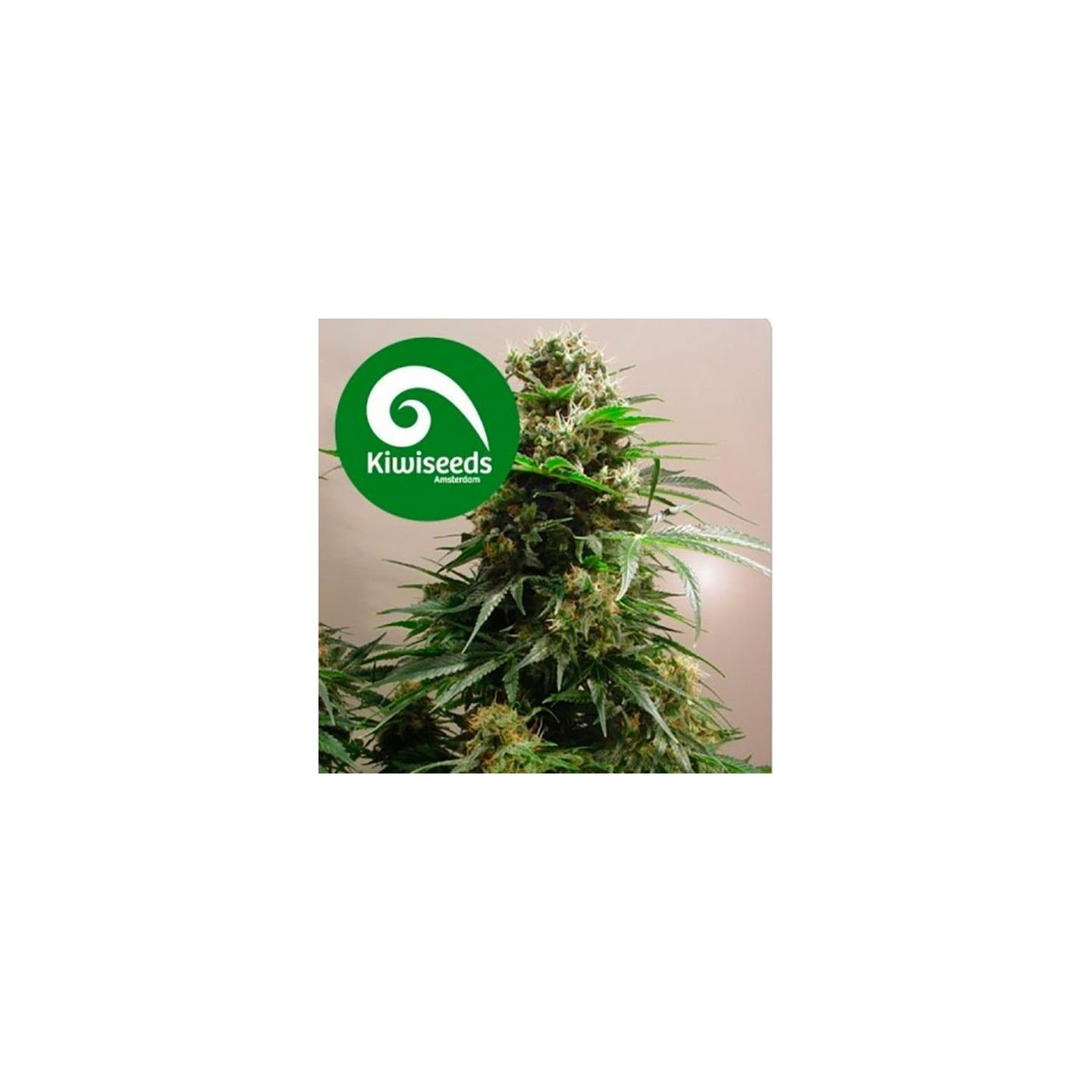 Kiwi Skunk Feminizada de Kiwi Seeds