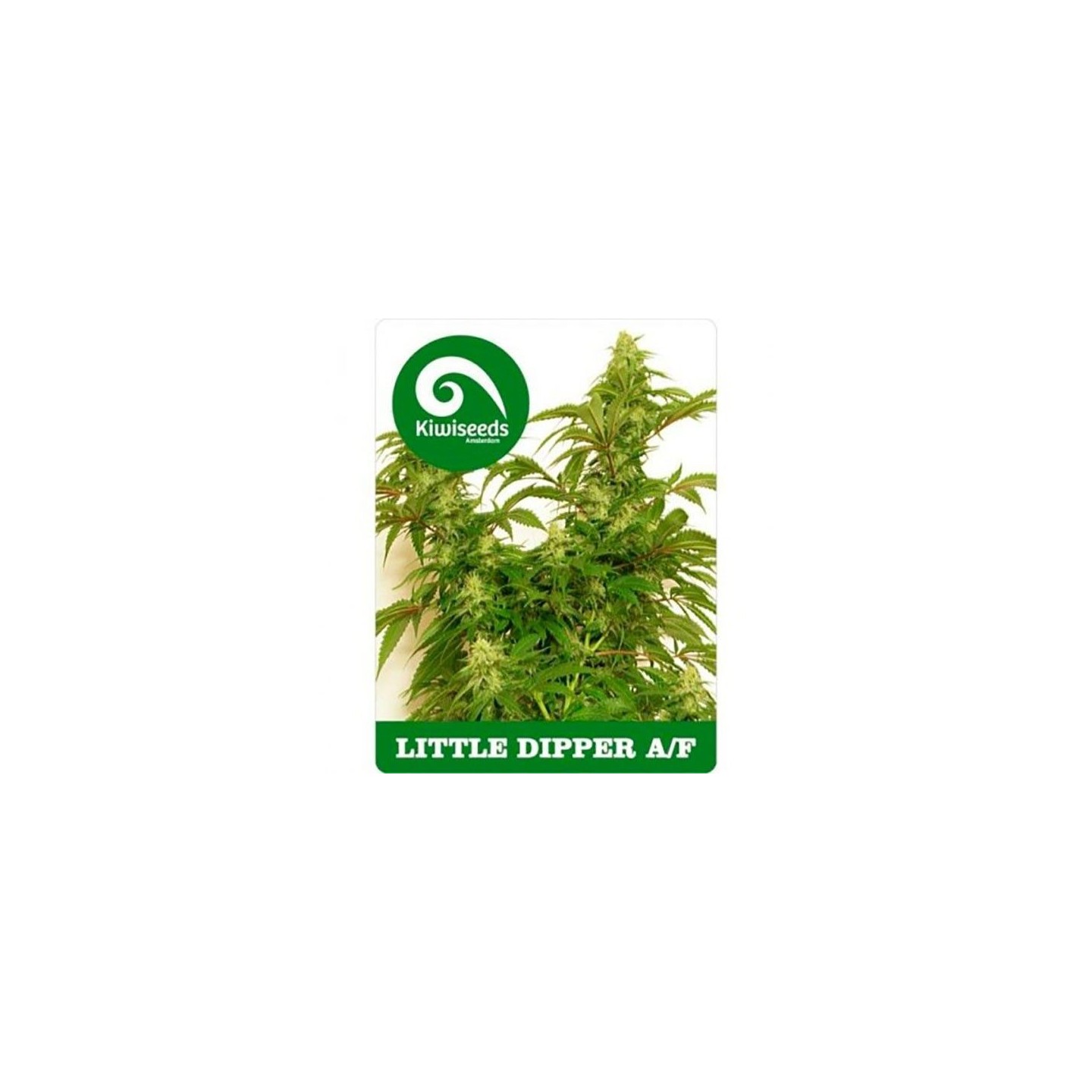 Little Dipper Autofloreciente Feminizada de Kiwi Seeds