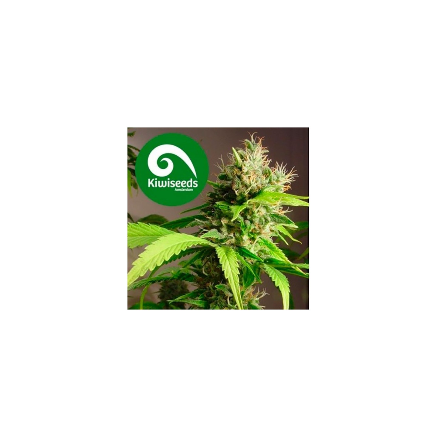 Mako Haze Feminizada de Kiwi Seeds
