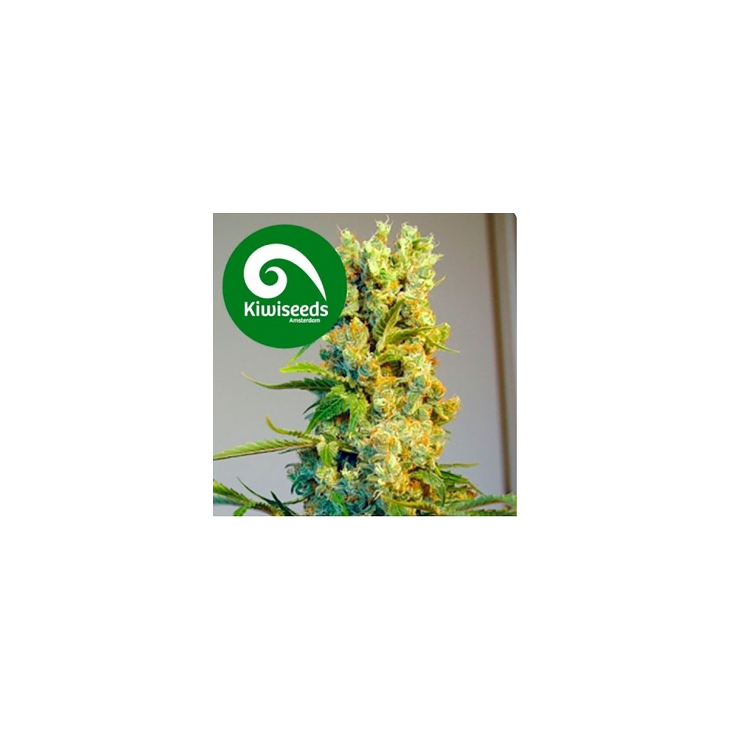 Milky Way Feminizada de Kiwi Seeds
