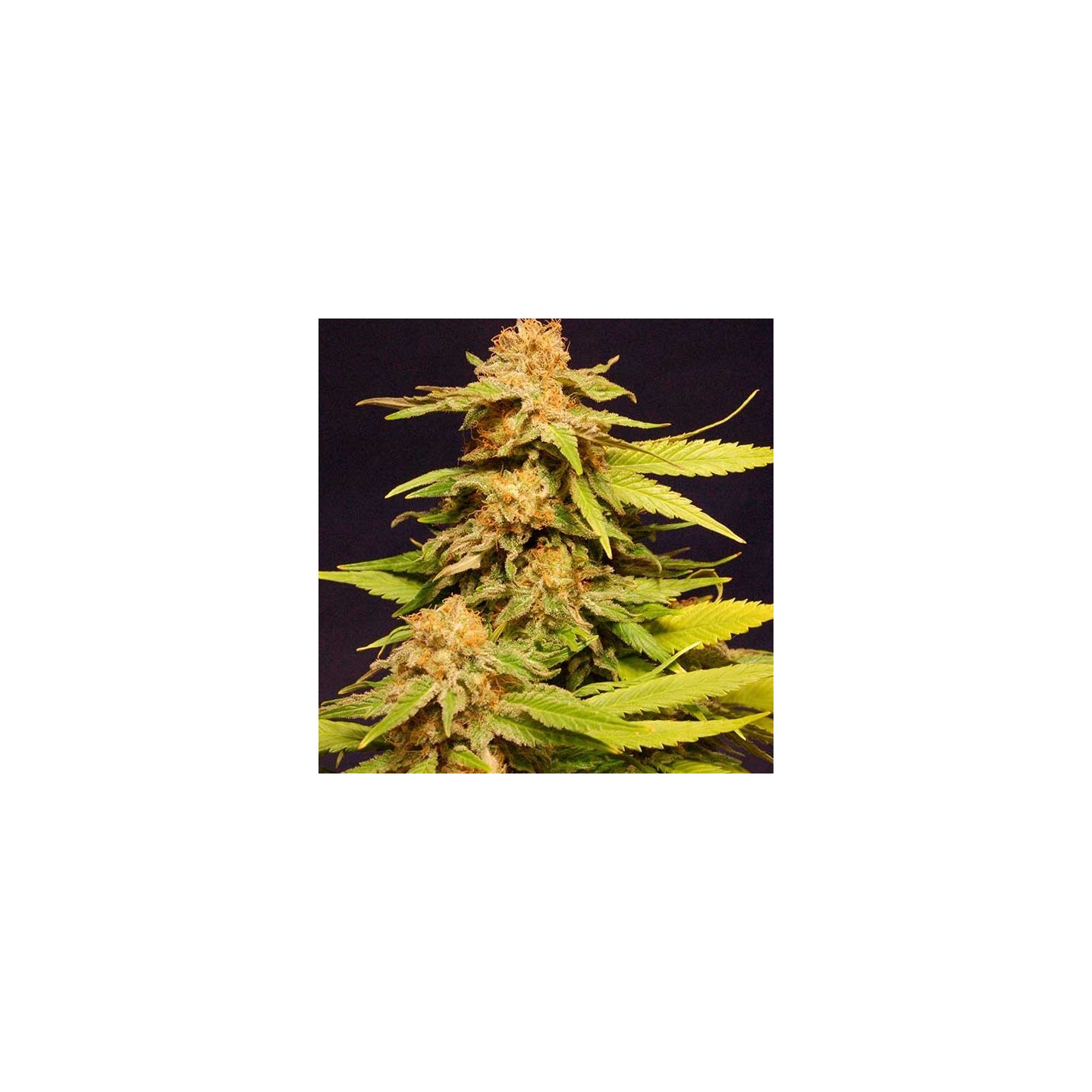 Big Bull Feminizada de Kannabia Seeds