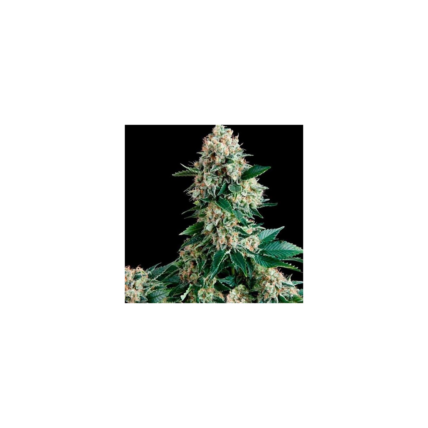 Lennon Autofloreciente Feminizada de Pyramid Seeds
