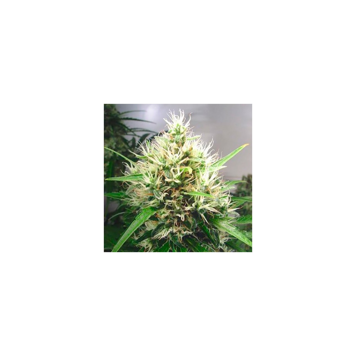 Mount Cook Feminizada de Kiwi Seeds