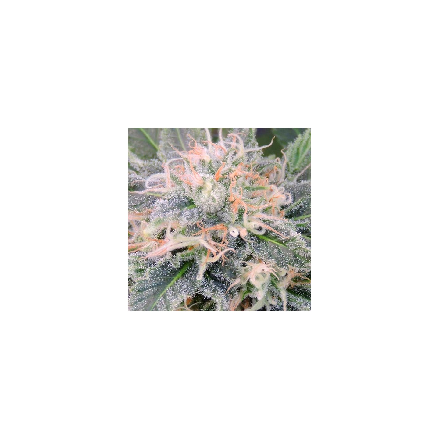 Black Ghost Og Feminizada de Original Sensible