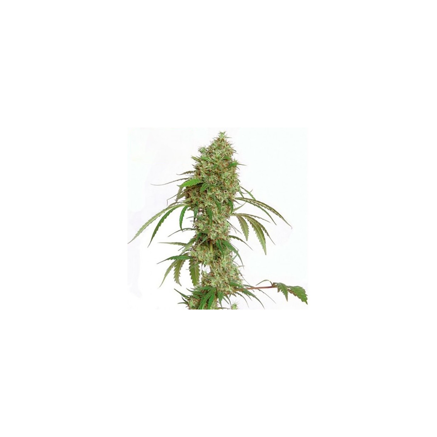 Oceans 12 Haze Feminizada de Kiwi Seeds