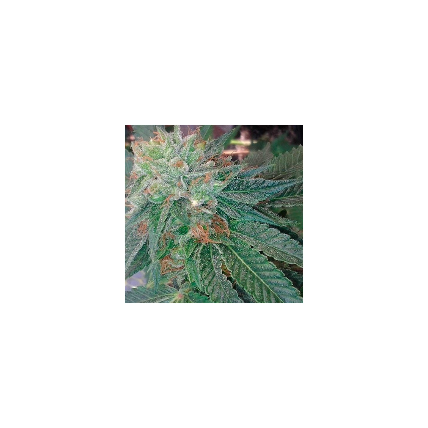 Blueberry Ghost Og Feminizada de Original Sensible