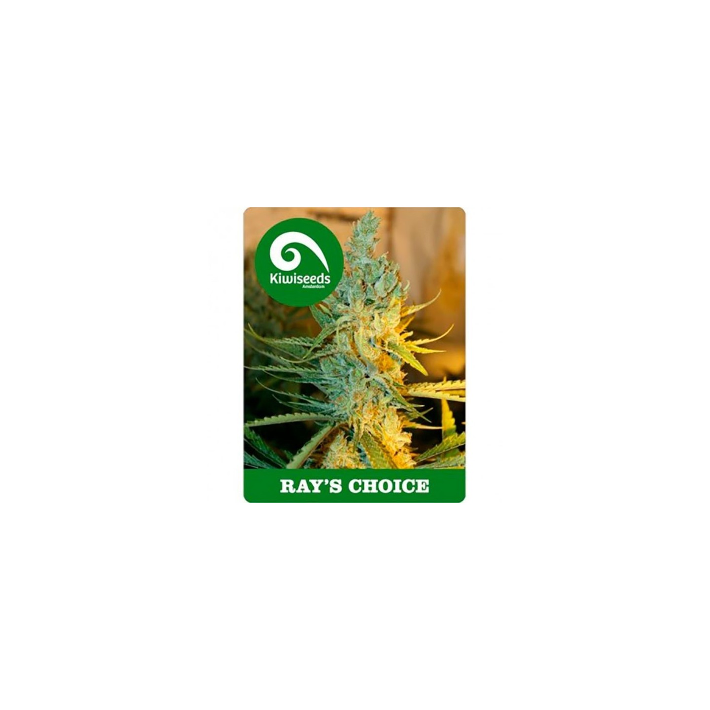 Ray's Choice Feminizada de Kiwi Seeds