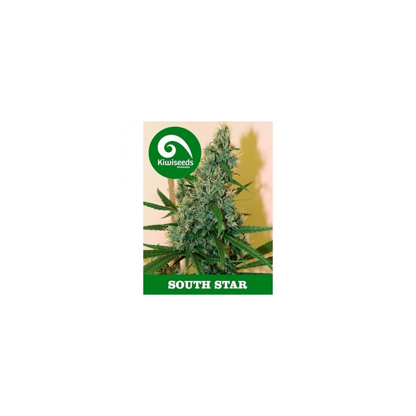 South Star Feminizada de Kiwi Seeds