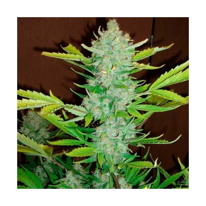Blueberry Kush Autofloreciente Feminizada de 