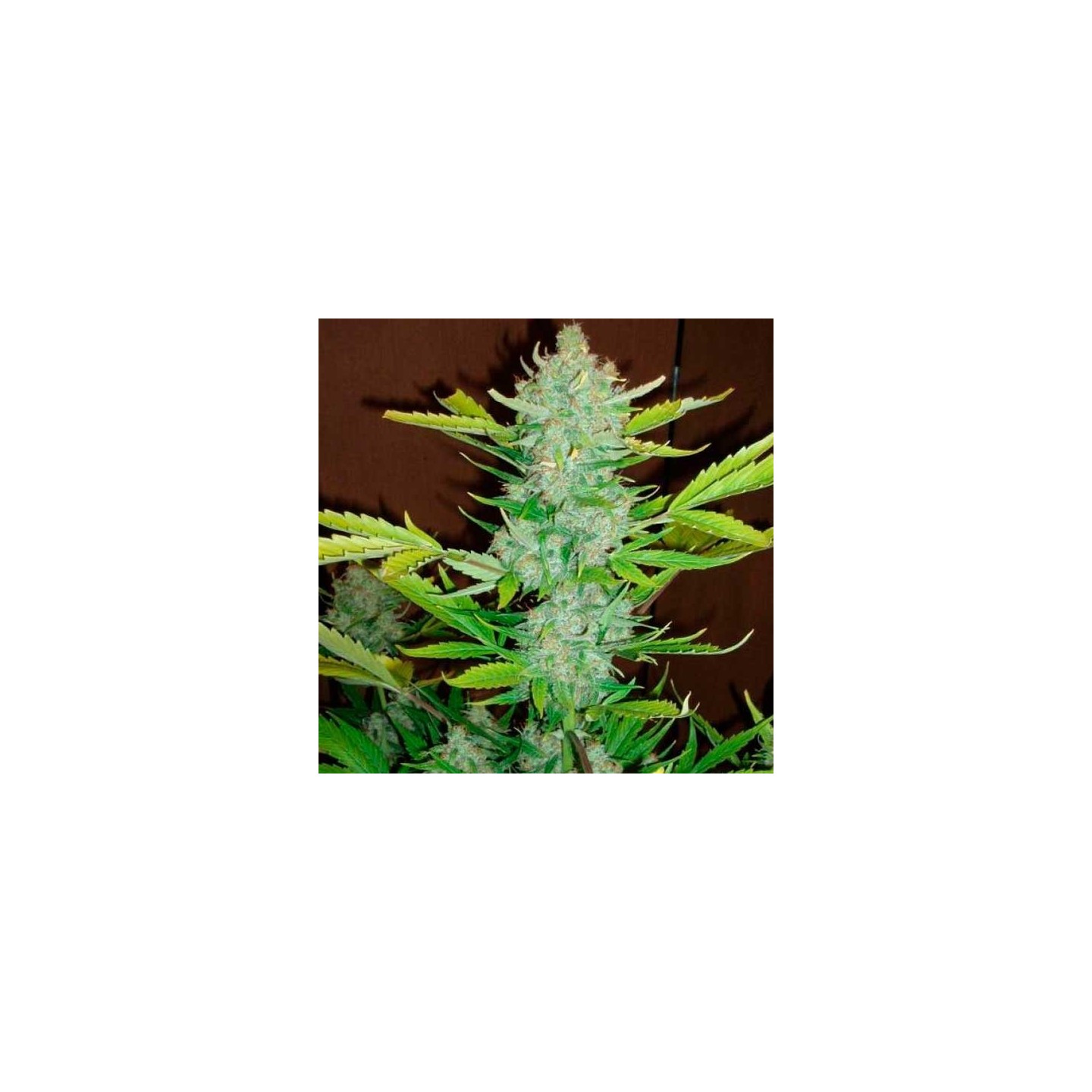Blueberry Kush Autofloreciente Feminizada de 