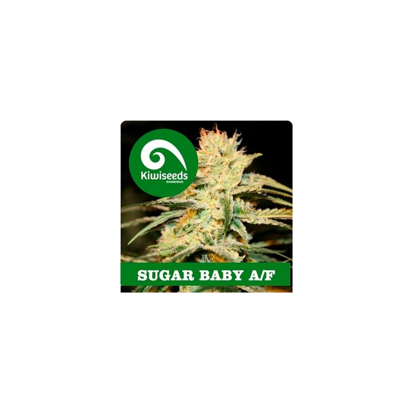 Sugar Baby Autofloreciente Feminizada de Kiwi Seeds