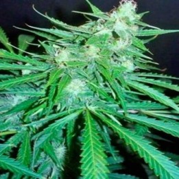 Super Skunk Autofloreciente Feminizada de 