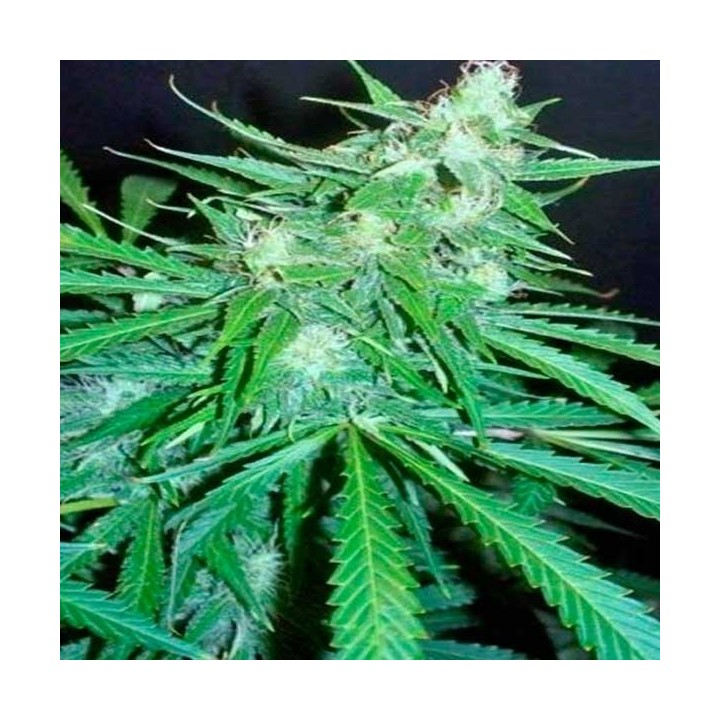 Super Skunk Autofloreciente Feminizada de 