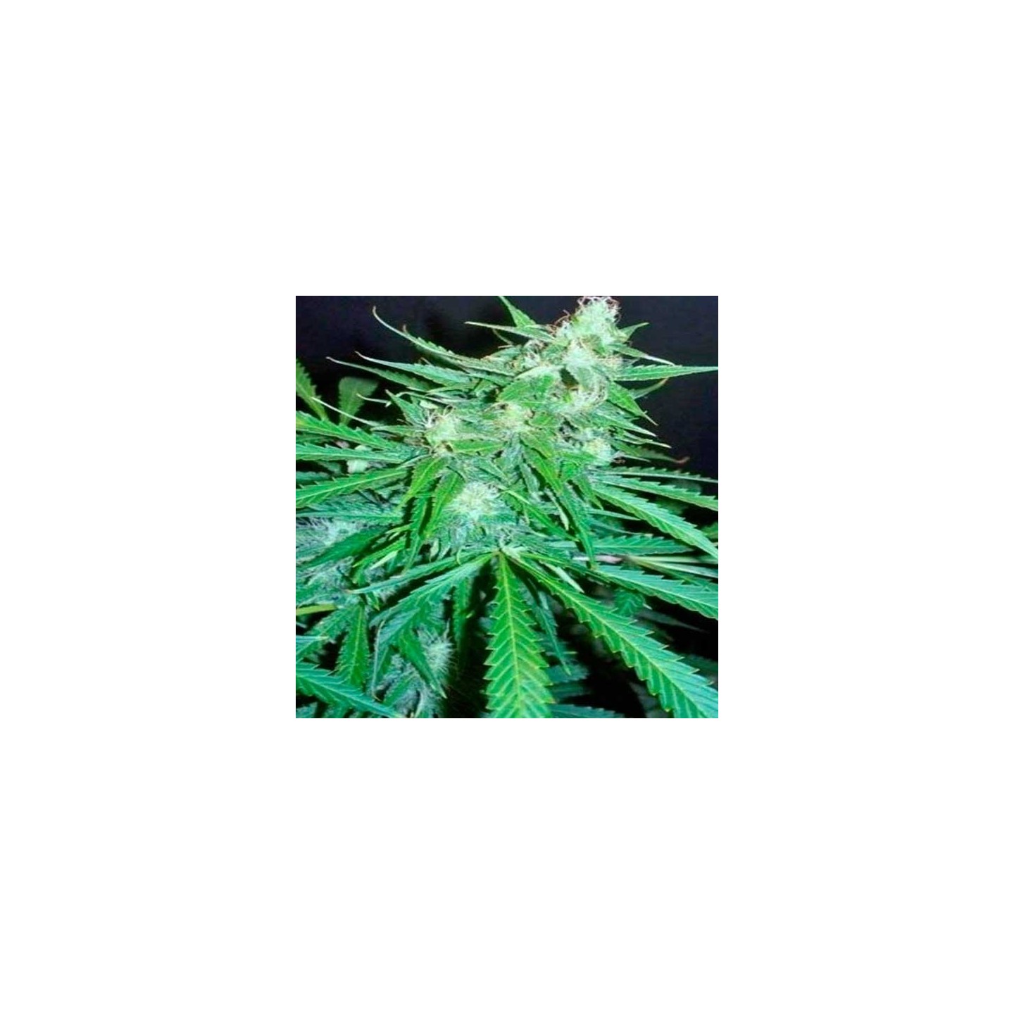 Super Skunk Autofloreciente Feminizada de 