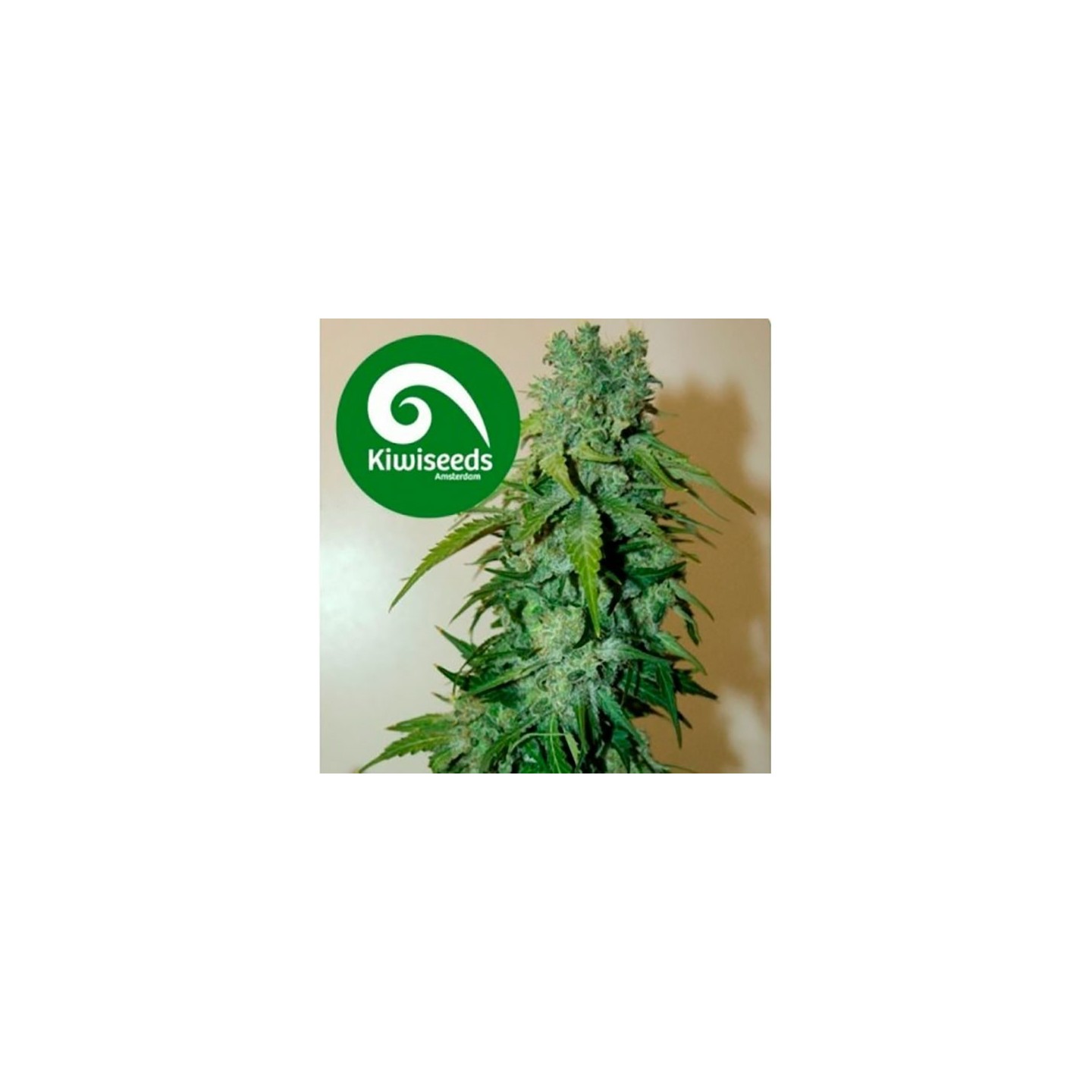 T99 Feminizada de Kiwi Seeds