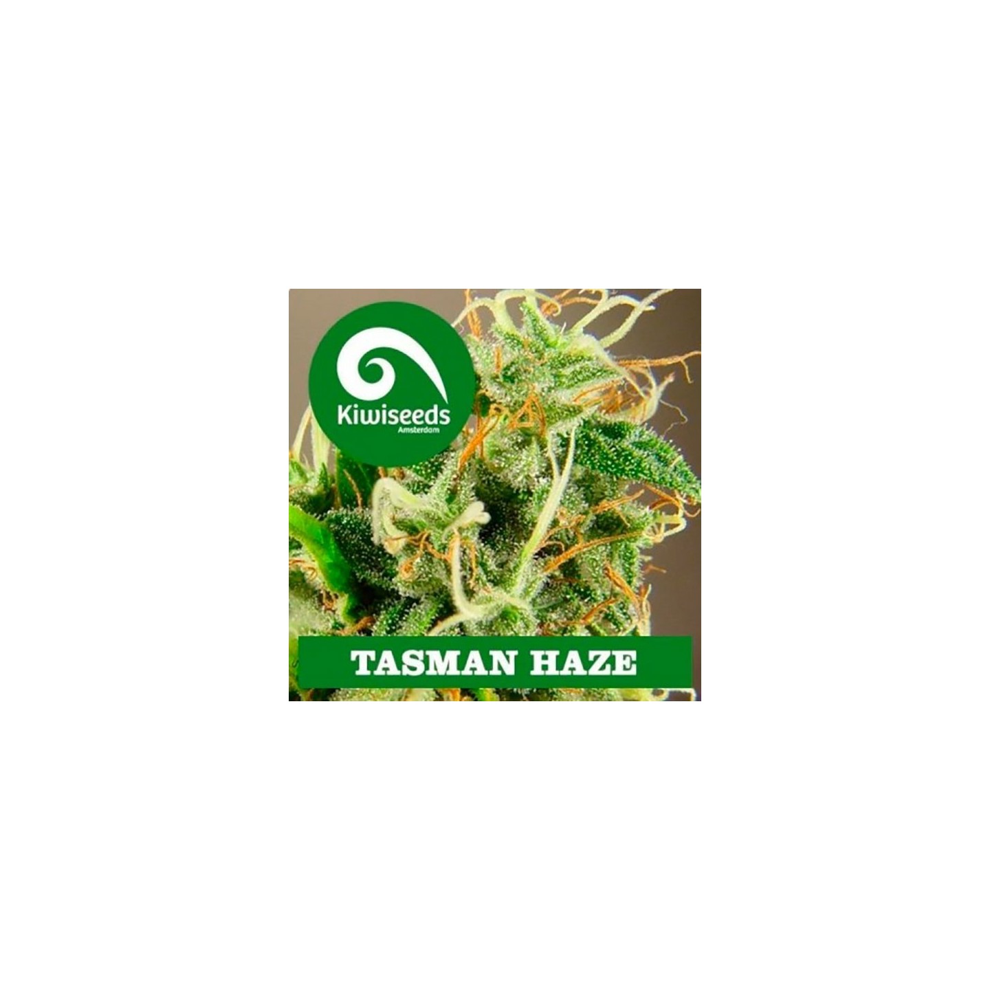 Tasman Haze Feminizada de Kiwi Seeds