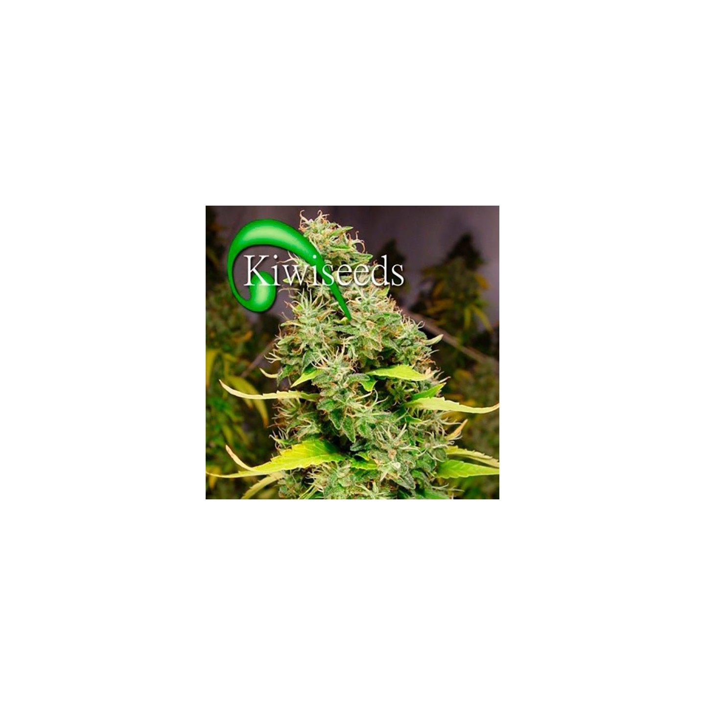 White Island Feminizada de Kiwi Seeds