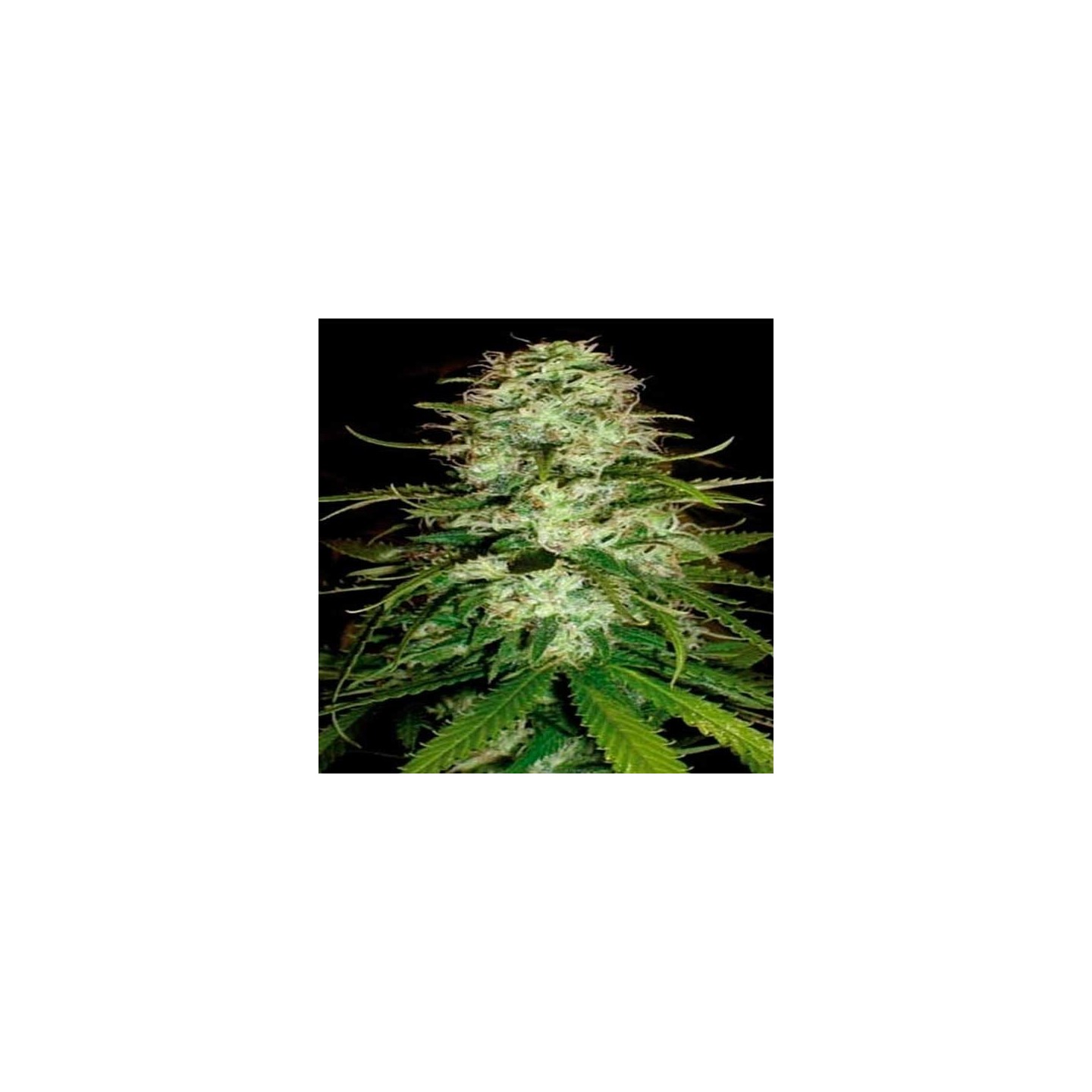 CR+ Feminizada de Blimburn Seeds