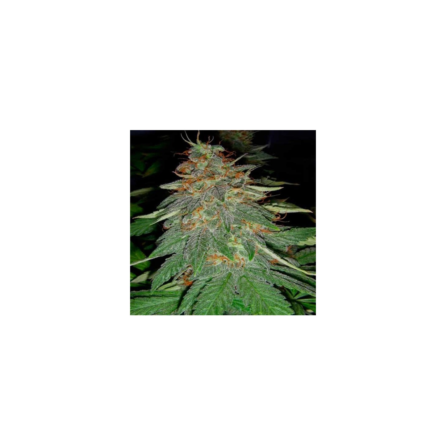 Cookies & Cream Cheese Feminizada de Big Buddha Seeds