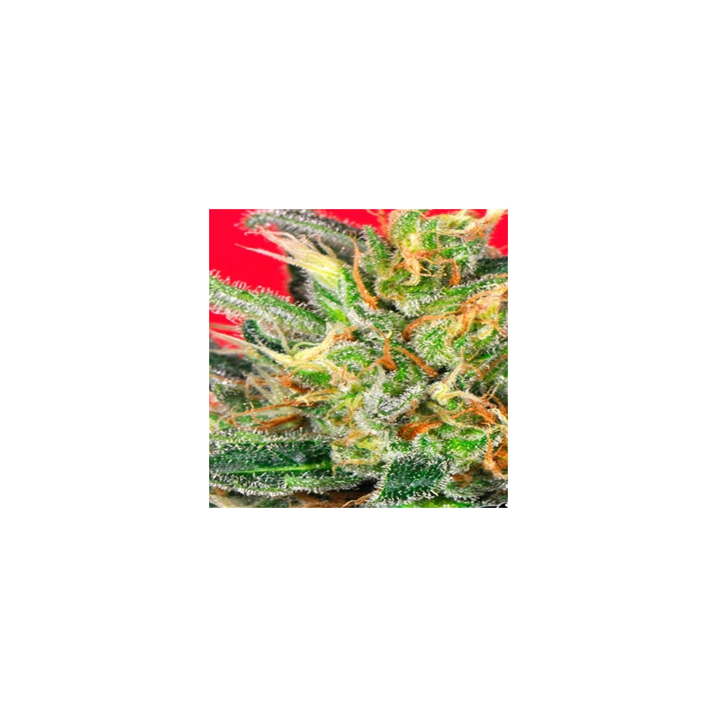 Cluster Bomb Regular de Bomb Seeds