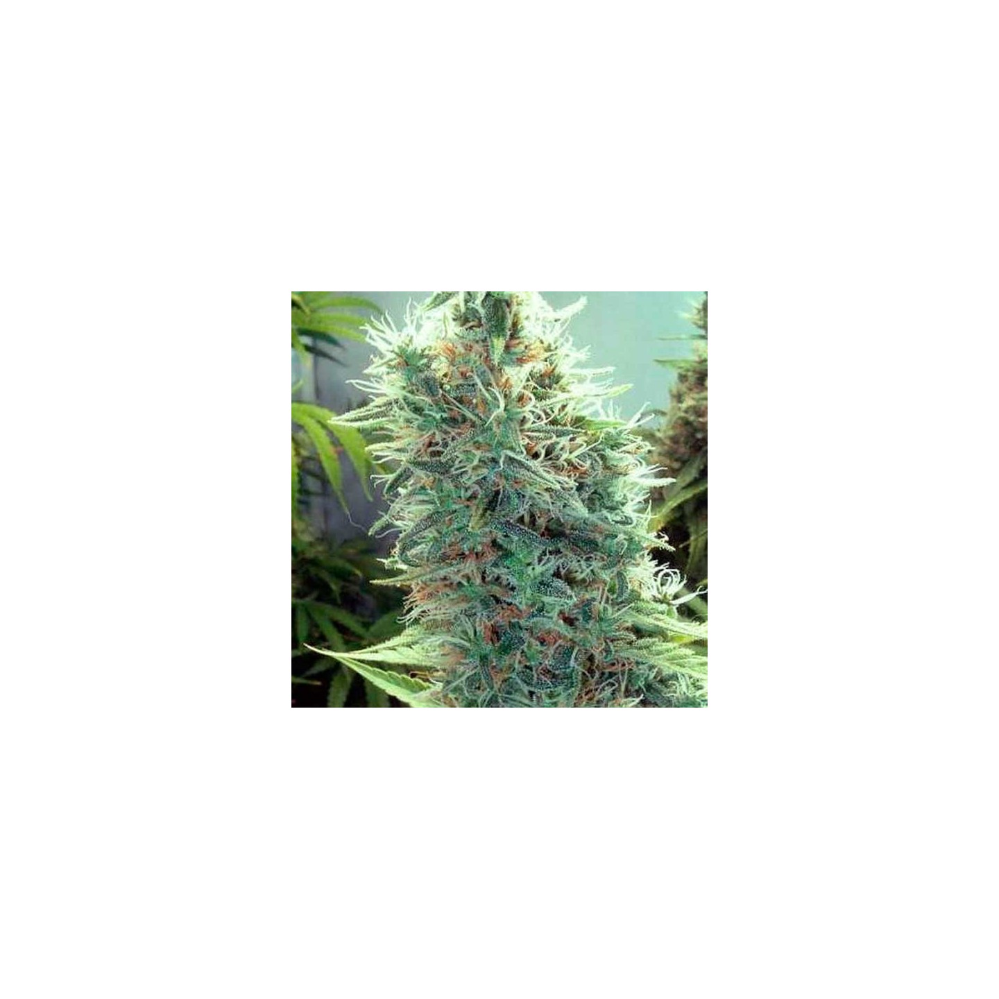 Cindy 99 Feminizada de Blimburn Seeds