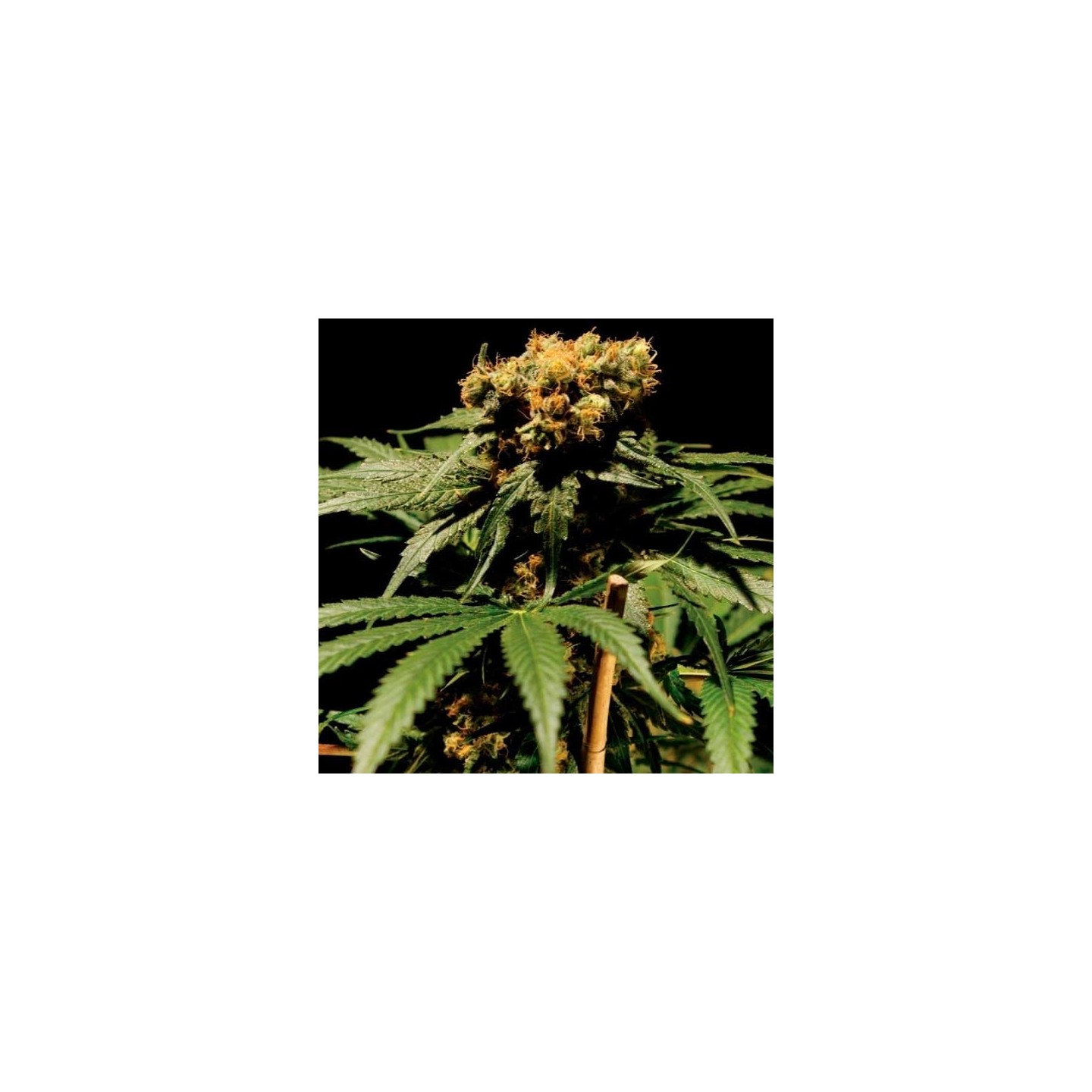 Chronic Feminizada de Serious Seeds
